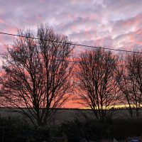 Winter Trees  - Northern Lights small - Image 5