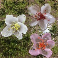 Sue Tinkler Art Glass