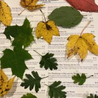 New! Sunday 10 November 2024 - Autumn leaves glass - Image 10