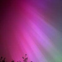 northern lights tree wave